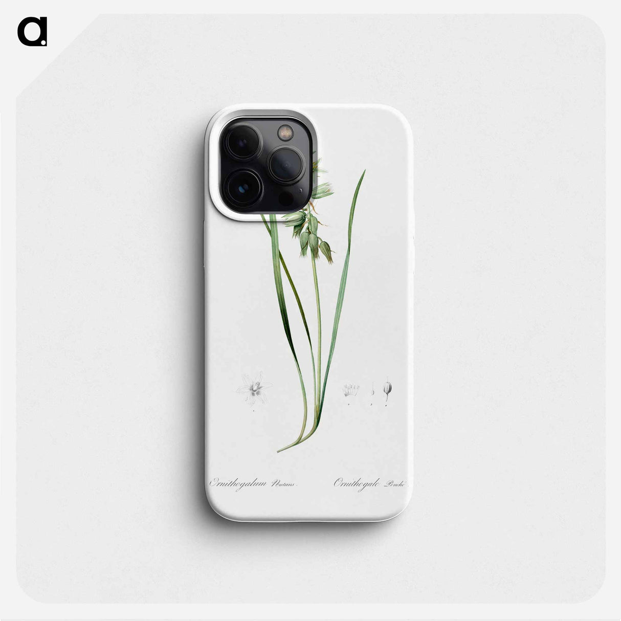 Drooping star-of-bethlehem illustration - ピエール ジョゼフ ルドゥーテ Phone Case.