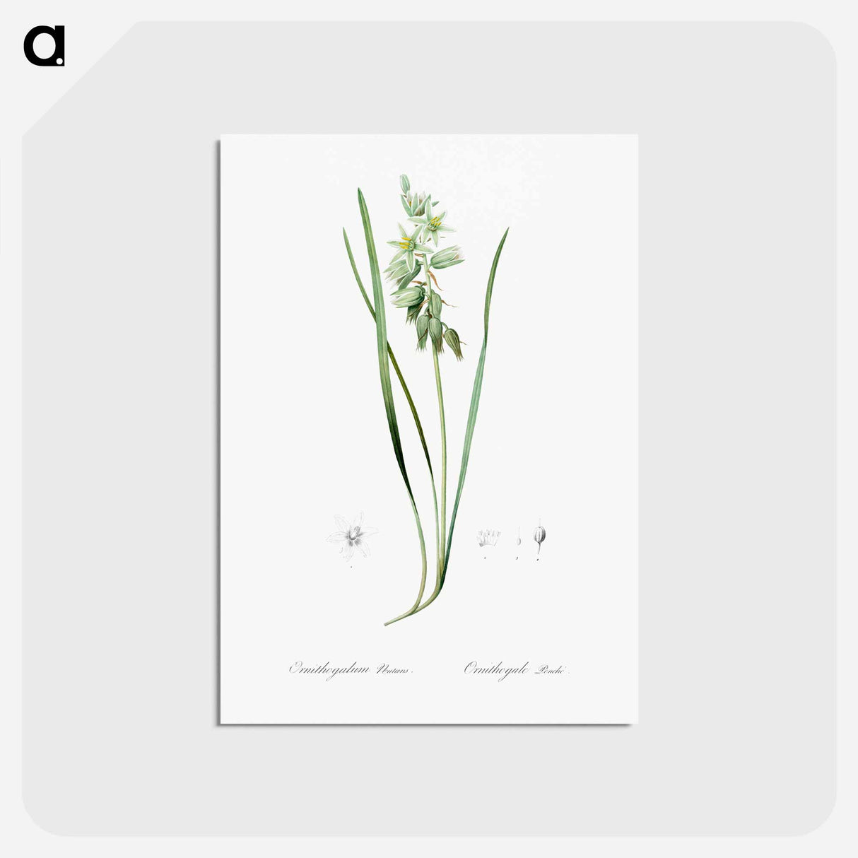 アートポストカード-Drooping star-of-bethlehem illustration - ピエール ジョゼフ ルドゥーテ Postcard.