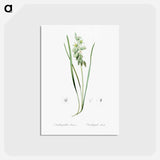 アートポストカード-Drooping star-of-bethlehem illustration - ピエール ジョゼフ ルドゥーテ Postcard.