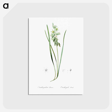 アートポストカード-Drooping star-of-bethlehem illustration - ピエール ジョゼフ ルドゥーテ Postcard.