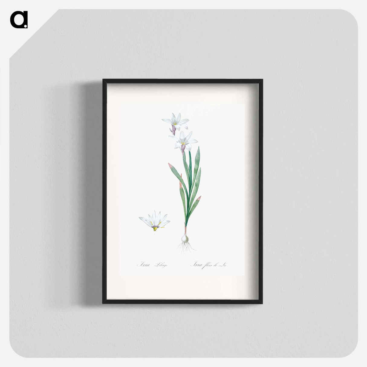 Ixia Liliago - Pierre Joseph Redouté Poster.