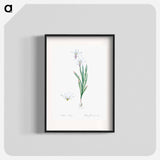 Ixia Liliago - Pierre Joseph Redouté Poster.