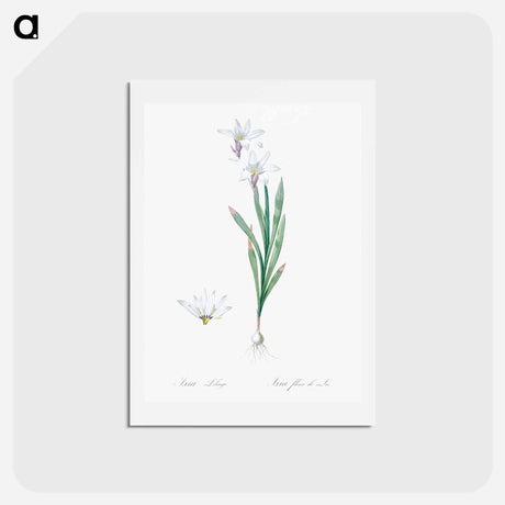 アートポストカード-Ixia Liliago - ピエール ジョゼフ ルドゥーテ Postcard.