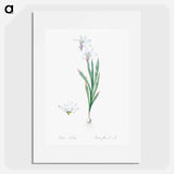 Ixia Liliago - Pierre Joseph Redouté Poster.