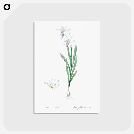 アートポストカード-Ixia Liliago - ピエール ジョゼフ ルドゥーテ Postcard.