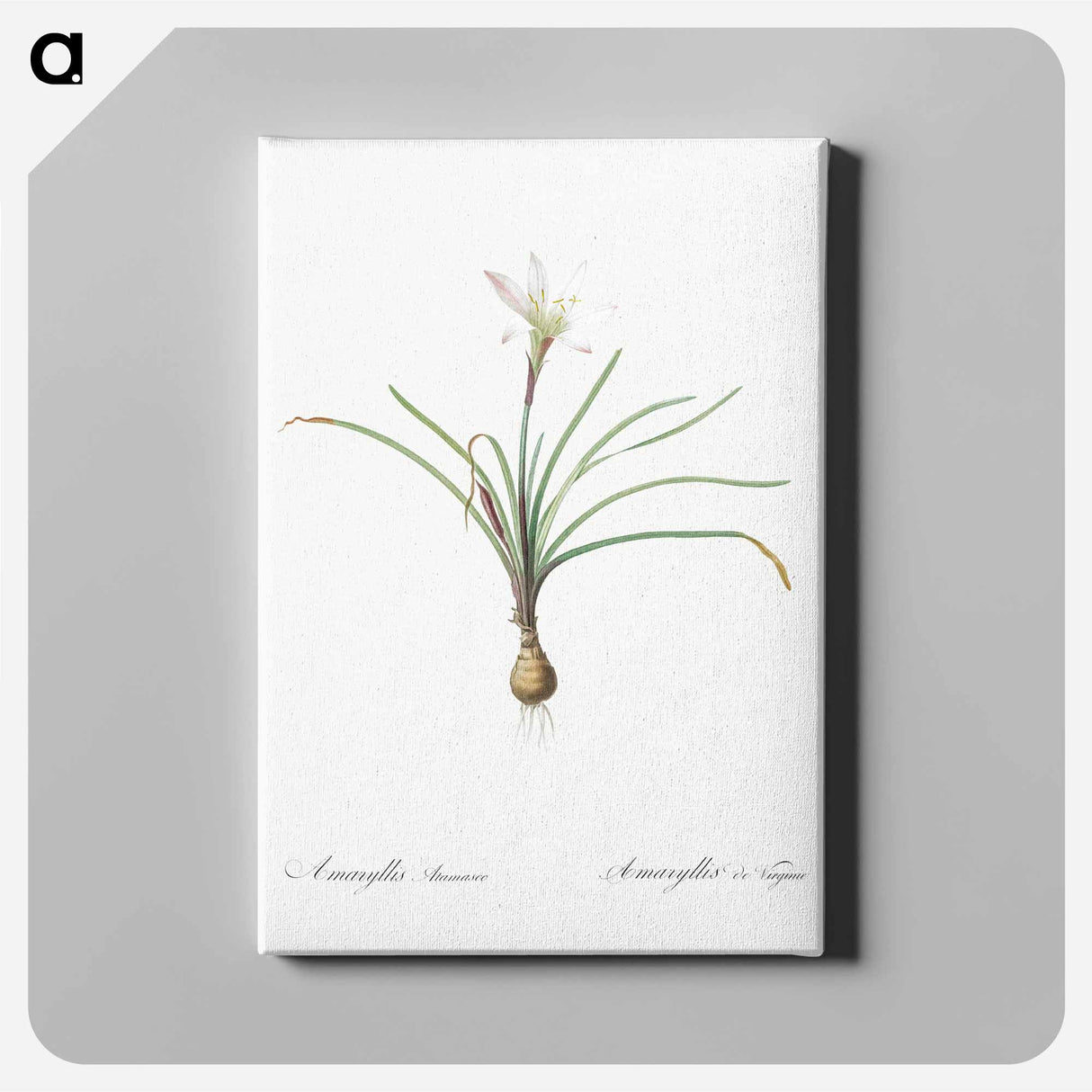 アートパネル-Rain lily illustration - ピエール ジョゼフ ルドゥーテ Canvas.