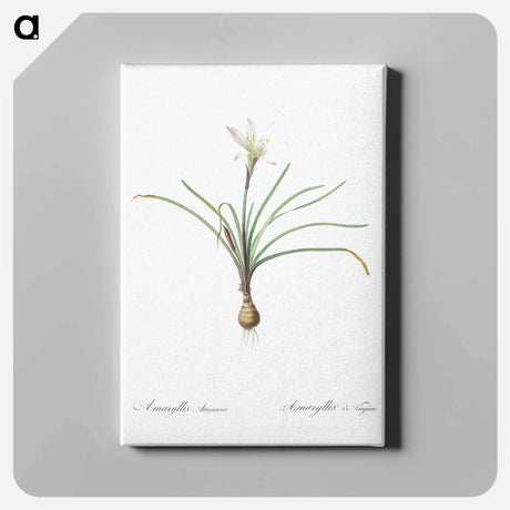 アートパネル-Rain lily illustration - ピエール ジョゼフ ルドゥーテ Canvas.