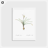 アートポストカード-Rain lily illustration - ピエール ジョゼフ ルドゥーテ Postcard.