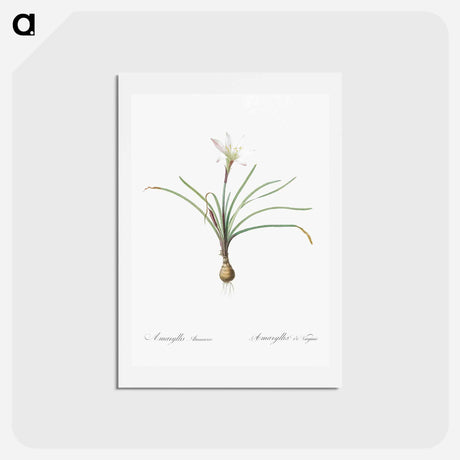 アートポストカード-Rain lily illustration - ピエール ジョゼフ ルドゥーテ Postcard.