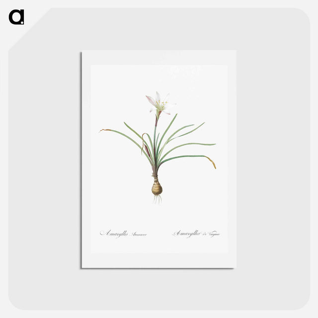 アートポストカード-Rain lily illustration - ピエール ジョゼフ ルドゥーテ Postcard.