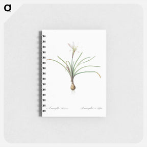 アートメモ帳-Rain lily illustration - ピエール ジョゼフ ルドゥーテ Memo.