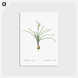 アートポストカード-Rain lily illustration - ピエール ジョゼフ ルドゥーテ Postcard.