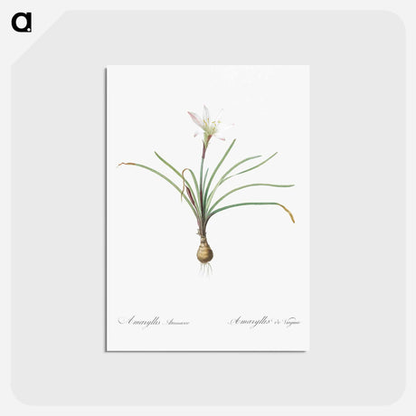 アートポストカード-Rain lily illustration - ピエール ジョゼフ ルドゥーテ Postcard.