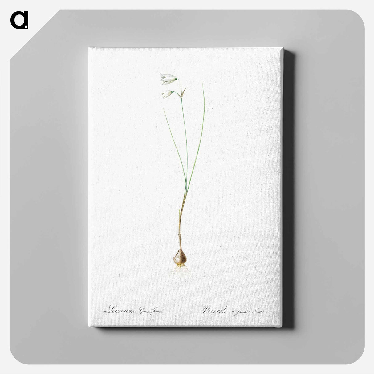 アートパネル-Snowbell illustration - ピエール ジョゼフ ルドゥーテ Canvas.