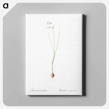 アートパネル-Snowbell illustration - ピエール ジョゼフ ルドゥーテ Canvas.