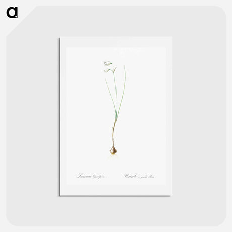 アートポストカード-Snowbell illustration - ピエール ジョゼフ ルドゥーテ Postcard.