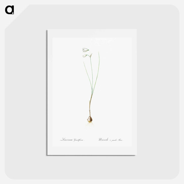 アートポストカード-Snowbell illustration - ピエール ジョゼフ ルドゥーテ Postcard.