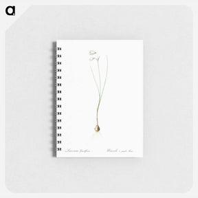 アートメモ帳-Snowbell illustration - ピエール ジョゼフ ルドゥーテ Memo.