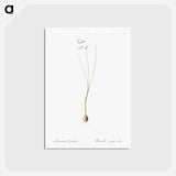 アートポストカード-Snowbell illustration - ピエール ジョゼフ ルドゥーテ Postcard.