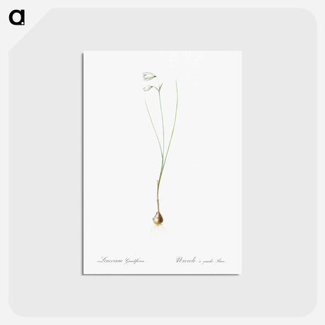 アートポストカード-Snowbell illustration - ピエール ジョゼフ ルドゥーテ Postcard.