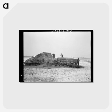 アートポストカード-Pitching Straw
 - ラッセル リー Postcard.