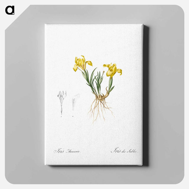 アートパネル-Sand iris illustration - ピエール ジョゼフ ルドゥーテ Canvas.