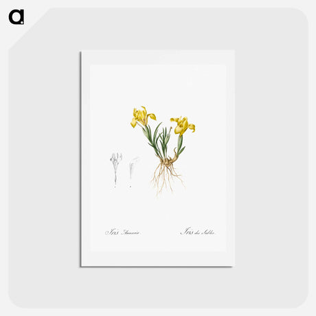 アートポストカード-Sand iris illustration - ピエール ジョゼフ ルドゥーテ Postcard.