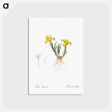 アートポストカード-Sand iris illustration - ピエール ジョゼフ ルドゥーテ Postcard.