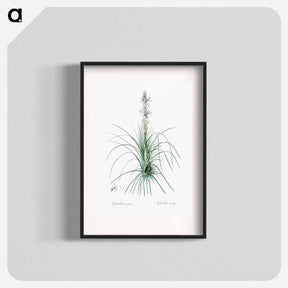 アートポスター-Thin asphodeline illustration - ピエール ジョゼフ ルドゥーテ Poster.