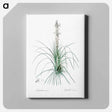 アートパネル-Thin asphodeline illustration - ピエール ジョゼフ ルドゥーテ Canvas.