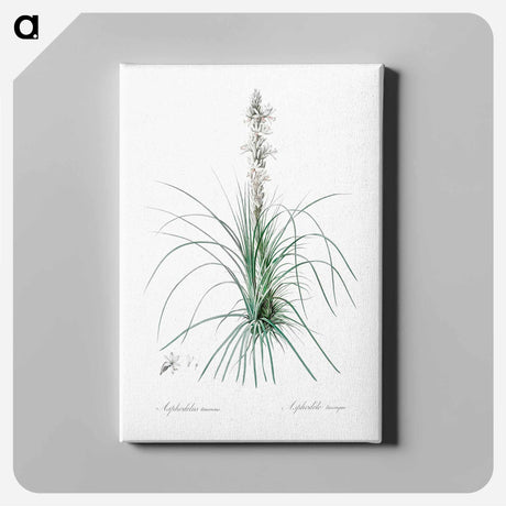 アートパネル-Thin asphodeline illustration - ピエール ジョゼフ ルドゥーテ Canvas.