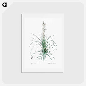 アートポストカード-Thin asphodeline illustration - ピエール ジョゼフ ルドゥーテ Postcard.
