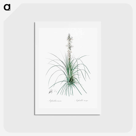 アートポストカード-Thin asphodeline illustration - ピエール ジョゼフ ルドゥーテ Postcard.