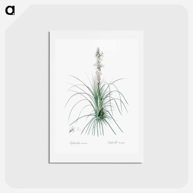 アートポストカード-Thin asphodeline illustration - ピエール ジョゼフ ルドゥーテ Postcard.