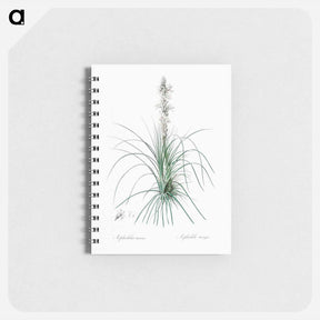 アートメモ帳-Thin asphodeline illustration - ピエール ジョゼフ ルドゥーテ Memo.