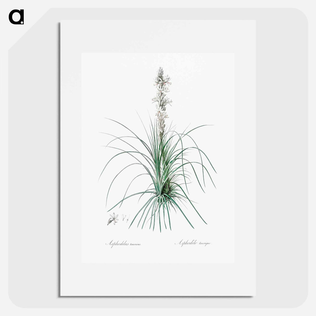 Thin asphodeline illustration - ピエール ジョゼフ ルドゥーテ Poster.