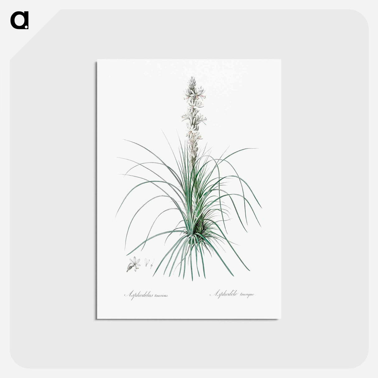 アートポストカード-Thin asphodeline illustration - ピエール ジョゼフ ルドゥーテ Postcard.