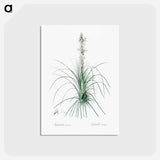 アートポストカード-Thin asphodeline illustration - ピエール ジョゼフ ルドゥーテ Postcard.