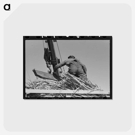 アートポストカード-Sugarcane Crane
 - ラッセル リー Postcard.