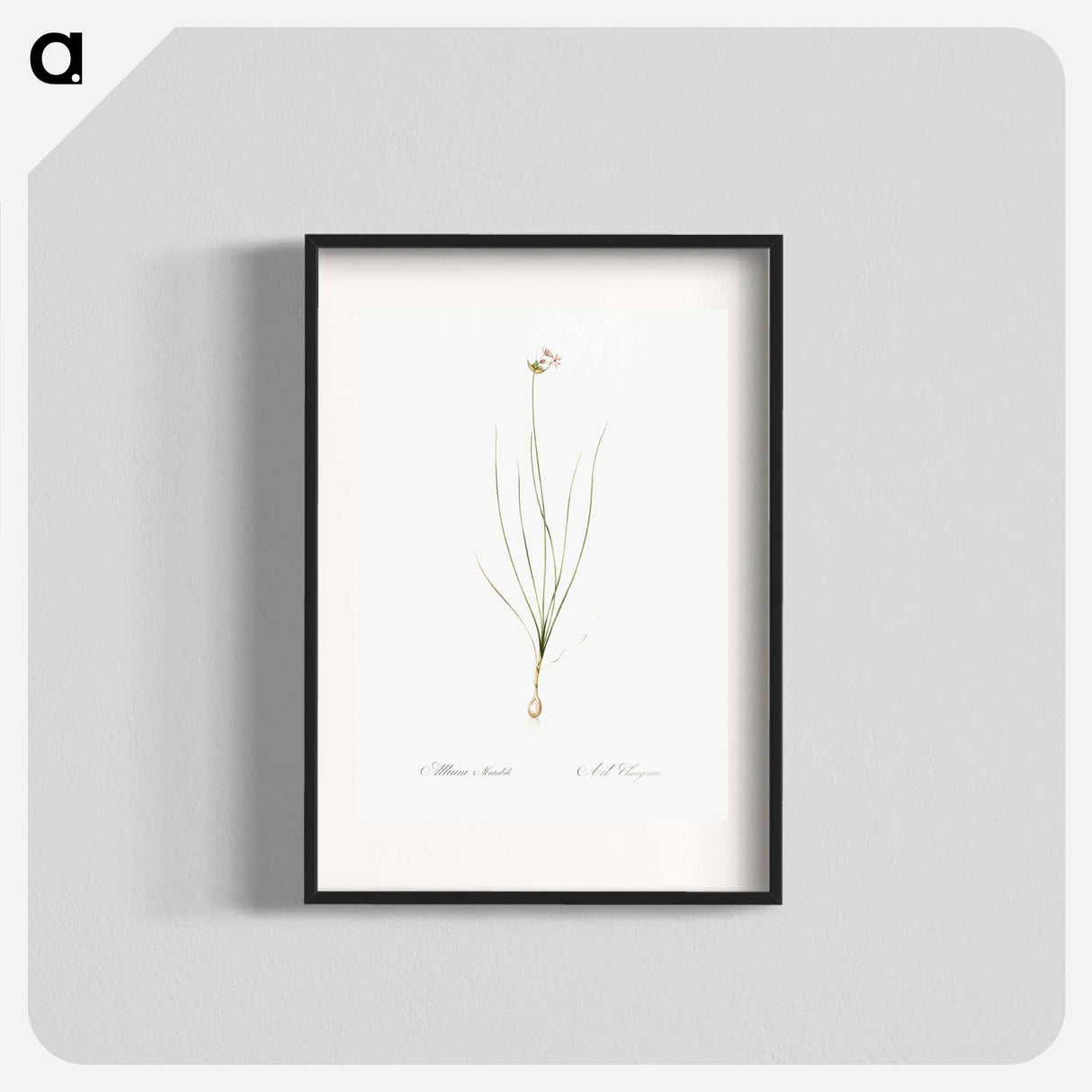 Wild Onion - Pierre Joseph Redouté Poster.
