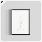 Wild Onion - Pierre Joseph Redouté Poster.