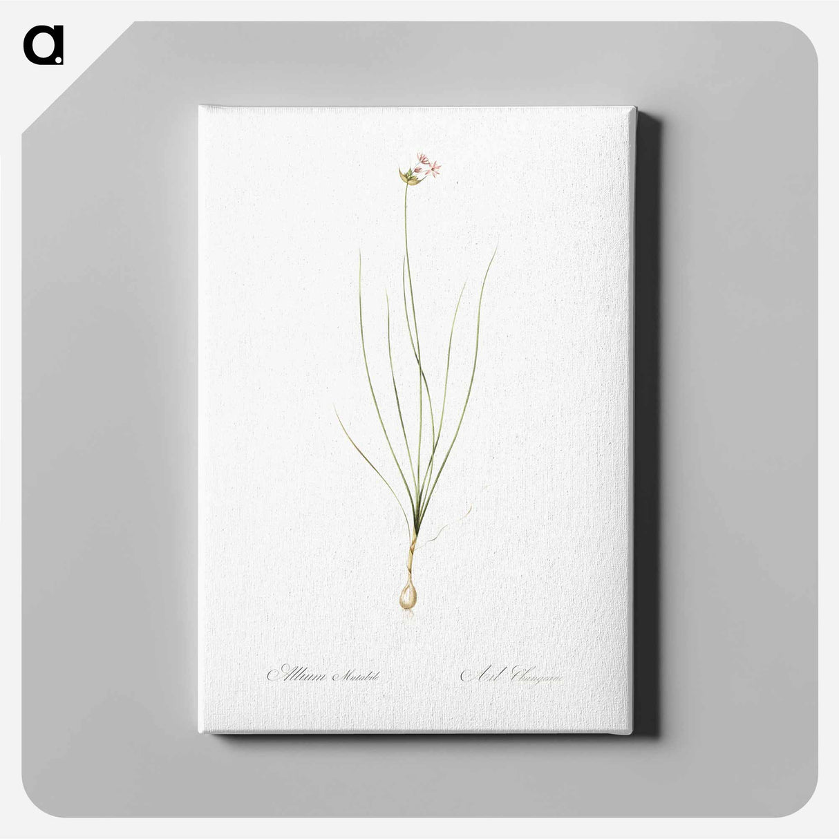 アートパネル-Wild Onion - ピエール ジョゼフ ルドゥーテ Canvas.
