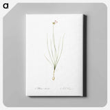 アートパネル-Wild Onion - ピエール ジョゼフ ルドゥーテ Canvas.
