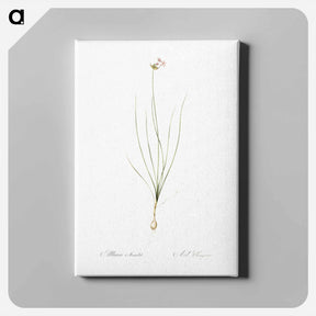 アートパネル-Wild Onion - ピエール ジョゼフ ルドゥーテ Canvas.