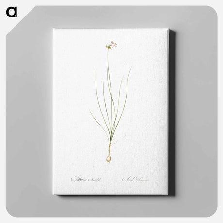 アートパネル-Wild Onion - ピエール ジョゼフ ルドゥーテ Canvas.