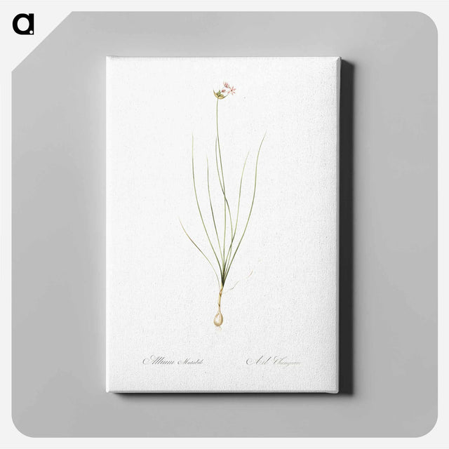 アートパネル-Wild Onion - ピエール ジョゼフ ルドゥーテ Canvas.