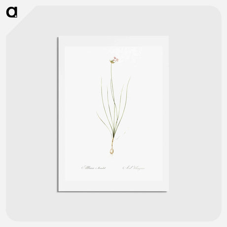 アートポストカード-Wild Onion - ピエール ジョゼフ ルドゥーテ Postcard.