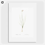 Wild Onion - Pierre Joseph Redouté Poster.