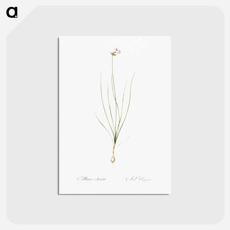 アートポストカード-Wild Onion - ピエール ジョゼフ ルドゥーテ Postcard.
