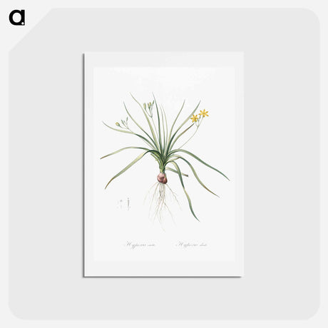 アートポストカード-Common goldstar illustration - ピエール ジョゼフ ルドゥーテ Postcard.